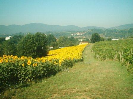 i campi